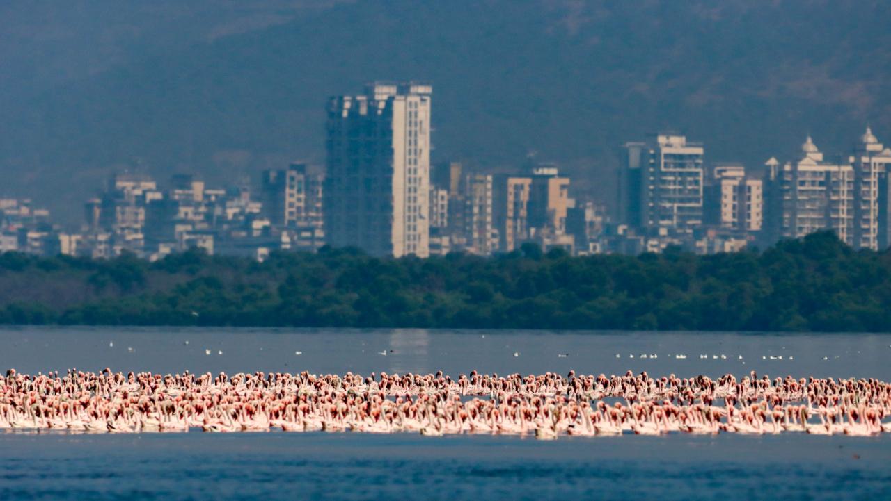 Mumbai receives 2 out of 6 species of Flamingos, the Greater and the Lesser Flamingos in huge numbers because of a favourable winter weather, habitat, and food